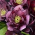 Helleborus 'True Love' WEDDING PARTY Series