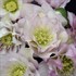 Helleborus 'Flower Girl' WEDDING PARTY™ Series