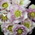 Helleborus 'Flower Girl' WEDDING PARTY™ Series