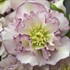 Helleborus 'Flower Girl' WEDDING PARTY™ Series
