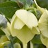 Helleborus 'Spanish Flare' HONEYMOON™ Series