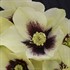 Helleborus 'Spanish Flare' HONEYMOON™ Series