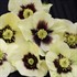 Helleborus 'Spanish Flare' HONEYMOON™ Series
