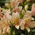 Alstroemeria INCA ICE ('Koice')