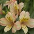 Alstroemeria INCA ICE ('Koice')