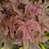 Heucherella 'Red Rover' 