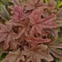 Heucherella 'Red Rover' 