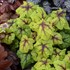 Heucherella 'Catching Fire' Foaming Bells