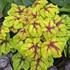 Heucherella 'Catching Fire' Foaming Bells