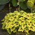 Heucherella 'Catching Fire' Foaming Bells