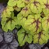 Heucherella 'Catching Fire' Foaming Bells