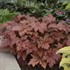 Heucherella 'Hopscotch' PPAF CPBRAF