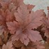 Heucherella 'Hopscotch' PPAF CPBRAF