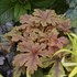Heucherella 'Hopscotch' PPAF CPBRAF