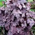 Heucherella 'Plum Cascade'