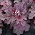 Heucherella 'Plum Cascade'