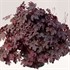Heucherella 'Plum Cascade'