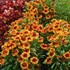 Gaillardia 'Fire Wheels'