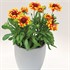Gaillardia 'Fire Wheels'
