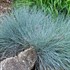 'Elijah Blue' Fescue Grass