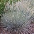 'Elijah Blue' Fescue Grass