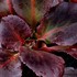 Bergenia DRAGONFLY 'Sakura'