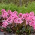 Bergenia DRAGONFLY 'Sakura'