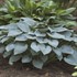 Hosta 'Halcyon'
