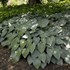 Hosta 'Halcyon'