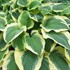 Hosta 'Diana Remembered'