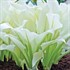 Hosta 'White Feather'