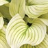 Hosta 'White Feather'