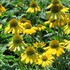 'Sombrero Lemon Yellow' Coneflower