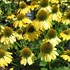 'Sombrero Lemon Yellow' Coneflower