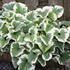'Variegata' Brunnera
