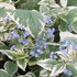 'Variegata' Brunnera