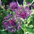 Centaurea 'Amethyst Dream'