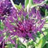 Centaurea 'Amethyst Dream'