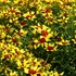 'Firefly'  Coreopsis 