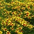 'Firefly'  Coreopsis 