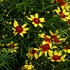 'Firefly'  Coreopsis 