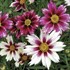 'Starlight' Coreopsis