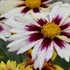 'Starlight' Coreopsis