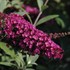 Buddleia Buzz 'Velvet' Buddleja 