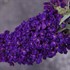 Buddleia Buzz™ 'Midnight' Buddleja 