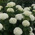 Invincibelle Limetta Smooth hydrangea