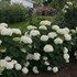 Invincibelle Limetta Smooth hydrangea