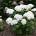 Invincibelle Wee White  Smooth hydrangea