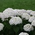 Invincibelle Wee White  Smooth hydrangea