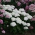Invincibelle Wee White  Smooth hydrangea